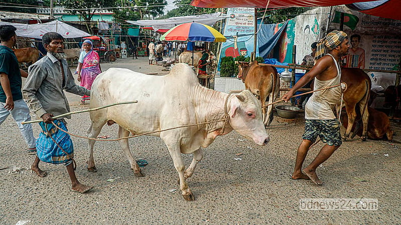 After being unloaded, cattle are guided towards specific holding areas within the market premises. Photo: Abdullah Al Momin