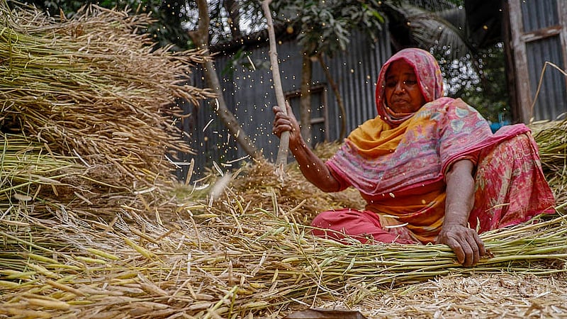 Seated in a courtyard, a woman threshes mustard plants by hand, separating the seeds in preparation for storage and sale in Sirajdikhan, Munshiganj. Photo: Mahmud Zaman Ovi