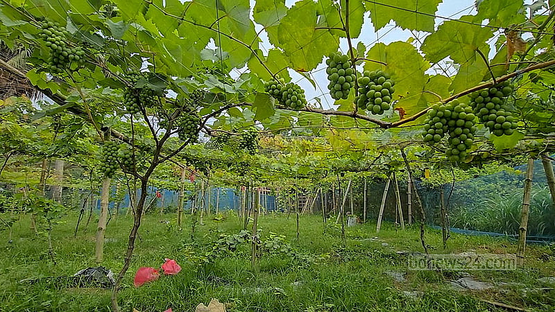 Rabbi’s vineyard in Faridpur’s outskirts is now expanding, where he’s cultivating different varieties of grapes covering 1.01 hectares of land across three plots. Photo: Mofijur Rahman Shipon