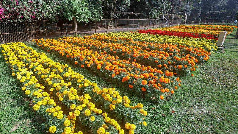Fences are set up around the gardens at Ramna Park to prevent visitors from damaging the flowers. Photo taken on Tuesday, Jan 21, 2025. Photo: Abdullah al Momin