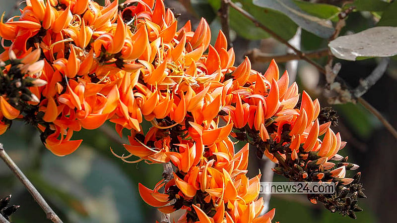 Spring, the king of seasons, beckons, painting nature in fiery hues as red Palash (flame of the forest) blossoms bloom across the trees. Photo: Abdullah Al Momin