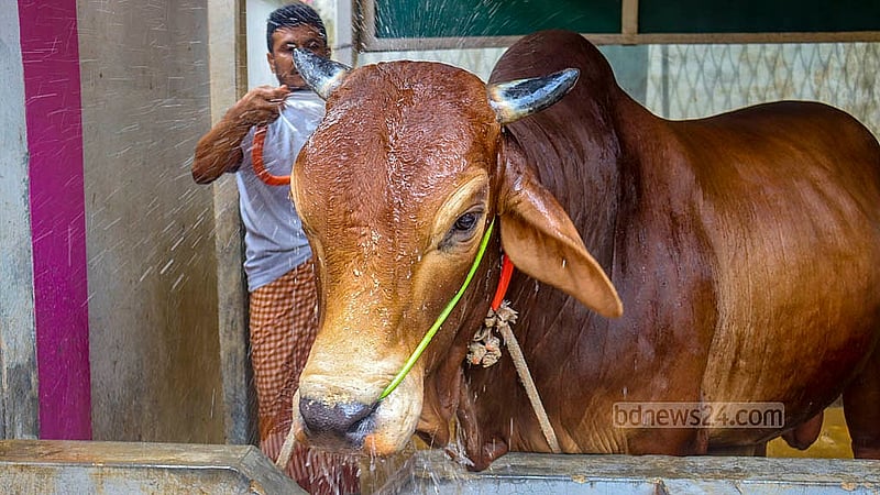 The most restless cow at Nurjahan Agro Farm has been named “Messi” by the farm’s owner named him after the world-famous footballer. Photo: Tanvir Dipu