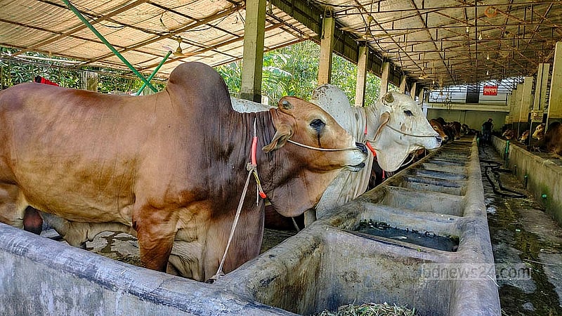 Rafi Agro Farm in Cumilla Sadar South has raised cows weighing up to 1,200kg. Farm workers have developed a close relationship with these massive cows, which have been reared for three consecutive years. Photo: Tanvir Dipu
