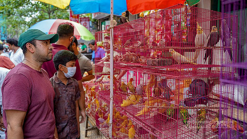Small cages are lined up with colourful birds for sale.  Photo: Tanjinur Rahman Bhuiyan