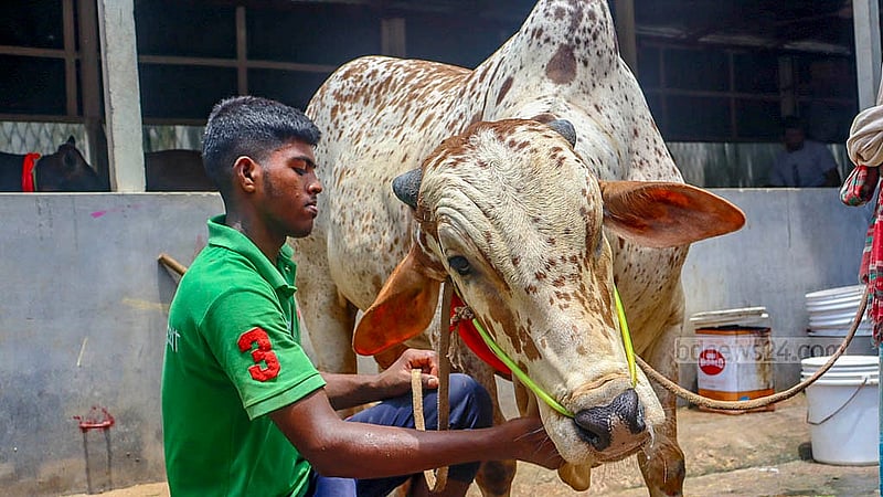 The most beloved cow at Nurjahan Agro Farm is the white-bodied, brown-spotted one named “Putul”. Photo: Tanvir Dipu