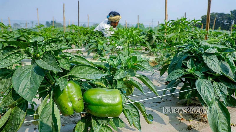 Capsicum is cultivated in Dhaka’s Savar and Manikganj’s Singair Upazila. The pepper sells for Tk 120-250 per kg depending on the quality. Photo: Abdullah al Momin