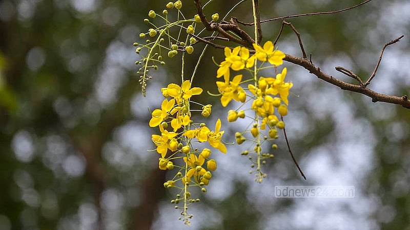 Clusters of “Sonalu” shine bright in the sunlight. The photo has been taken at the Curzon Hall premises of Dhaka University. Photo: Abdullah al Momin