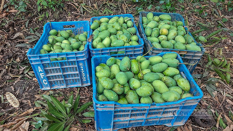 Guti mangoes are harvested in Rajshahi at the start of the picking season. The mangoes are sold for Tk 1,300-1,500 per 40kg.