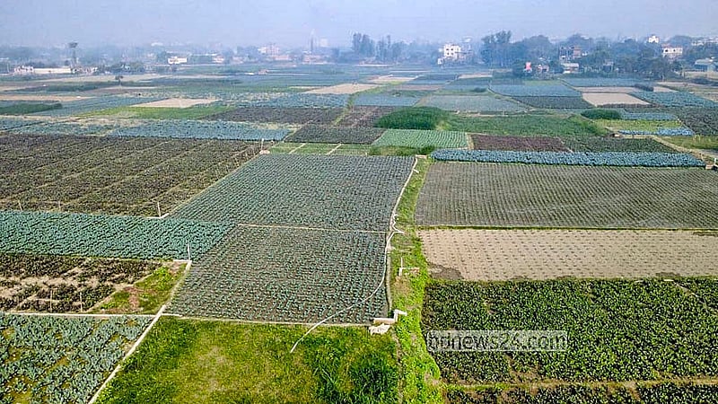 Different types of foreign vegetables are cultivated at the Chaina, Meitka, and Bhakurta villages in Dhaka’s Savar and the Charchamta, Lankarchar, and Sudkhira villages in Manikganj’s Singair. Photo: Abdullah al Momin