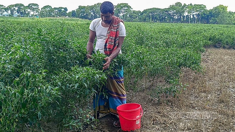 A farmer picks green chillies from a field in Manikganj's Harirampur. Photo: Mahidul Islam Mahi