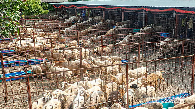 Popular Agro and Dairy Farm has set up a sheep farm in Dhaka’s South Keraniganj.  Photo: Abdullah Al Momin