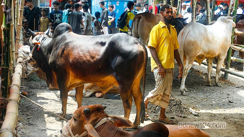 Trading has not yet started, although cows have already arrived at the Postogola Shmashan Ghaat cattle market.  Photo: Abdullah Al Momin