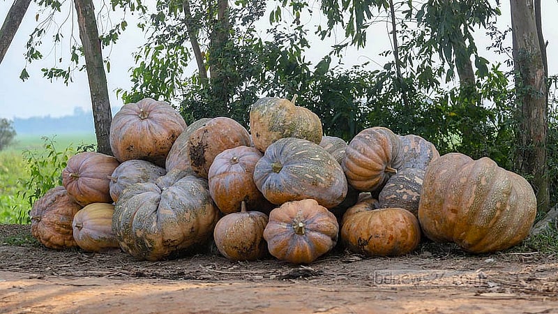 Harvested pumpkins from Arial Beel are stacked along the roadside, awaiting purchase by wholesalers from Dhaka. Photo: Abdullah Al Momin