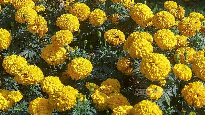 The gardens of Ramna Park brim with colourful local and foreign flowers that attract visitors. Photo taken on Tuesday, Jan 21, 2025. Photo: Abdullah al Momin