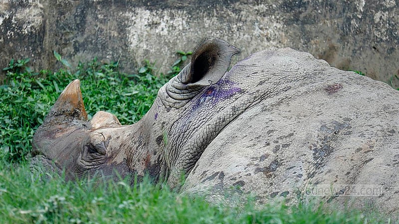 The space to cool down seems insufficient for the rhinoceros in comparison to its size. At Dhaka’s National Zoo, a rhino is seen partially submerged in a small muddy hole. Photo: Mahmud Zaman Ovi