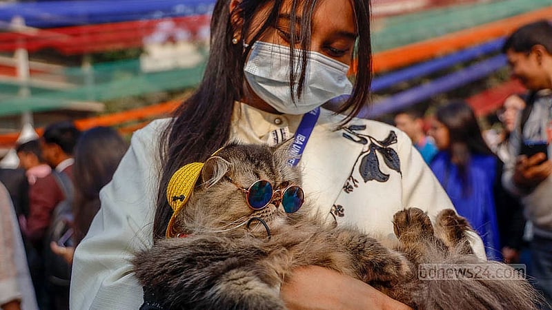 A Persian cat named Pearl wearing a yellow hat and glasses, at the Pet Carnival at Dhaka University on Tuesday, Jan 20, 2026.Photo: Mahmud Zaman Ovi