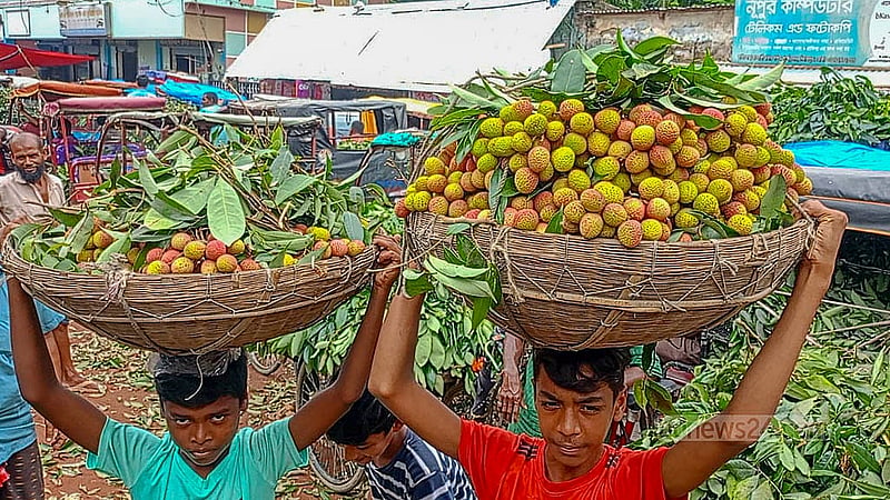 An early harvest and sale of lychee has added to the profits of farmers, but has detracted from the taste of the fruit. Some lychees yet to ripen are traded at the Kalitora Fruit Market in Dinajpur. Photo: Morshedur Rahman
