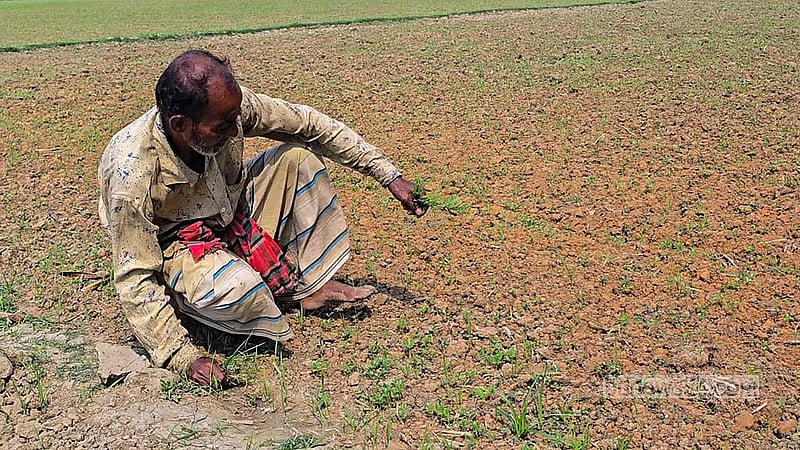 In Faridpur Sadar Upazila, a farmer clears weeds from a jute field dried up by a lack of water. Photo: Sheikh Mofijur Rahman Shipon