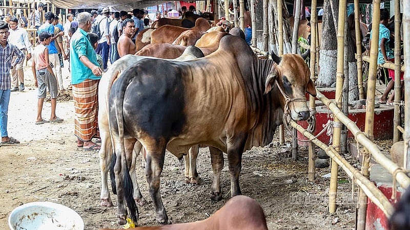 Cows have been brought from different districts to Dhaka's Postogola Shmashan Ghat cattle market ahead of Eid-ul-Azha. Photo: Abdullah Al Momin
