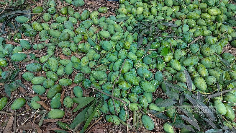 Guti mangoes are harvested in Rajshahi at the start of the picking season. The mangoes are sold for Tk 1,300-1,500 per 40kg.