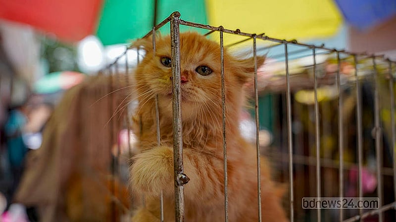 Persian cats and several other breeds are on display at the Mirpur bird market. Persian cats are being sold from Tk 7,000 upwards. Photo: Tanjinur Rahman Bhuiyan