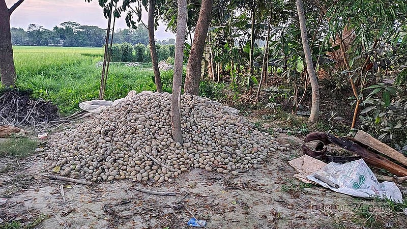 Potatoes lie in open fields, covered by nothing but the sky. Stored in traditional ways, they now risk rotting in the heat and moisture.