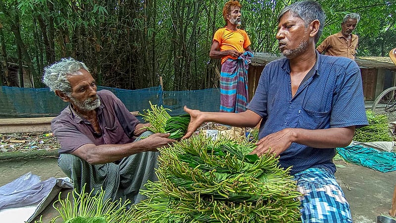 This year’s heavy rains produced an abundant yield of betel leaves. Even so, growers are discouraged by the low market rates. In Jadupar, a pon of large leaves sells for Tk 30, medium leaves for Tk 15, and small ones for only Tk 5 Photo: Abul Hayat Shahin