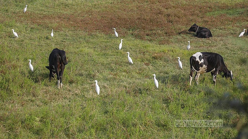 A flock of white egrets roam the fields in search of food. Photo: Abdullah Al Momin