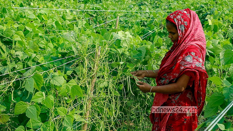 A woman tends to French bean crops at Charchamta village in Manikganj’s Singair. The vegetable used to be imported to Bangladesh, but is now grown locally. Depending on the quality, it sells for Tk 70-80 per kg. Photo: Abdullah al Momin