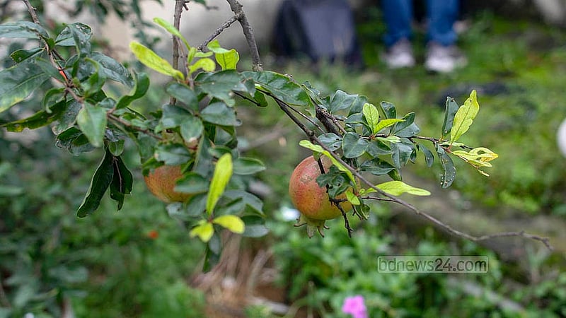 Fruit trees grow on the rooftop garden of Building No. 1 at Bangladesh Medical University. Credit: Abdullah Al Momin