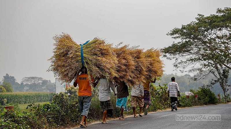Day labourers carry freshly harvested bundles of white mustard after cutting the ripened crop in the fields of Sirajdikhan, Munshiganj. Photo: Mahmud Zaman Ovi
