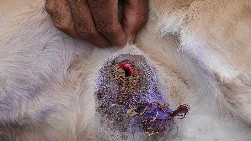 A worker with Honduras' Secretary of Agriculture and Livestock shows the navel of a cow treated to eliminate the larvae of the screwworm fly, at a cattle ranch in Apacilagua, Honduras, May 16, 2025. REUTERS
