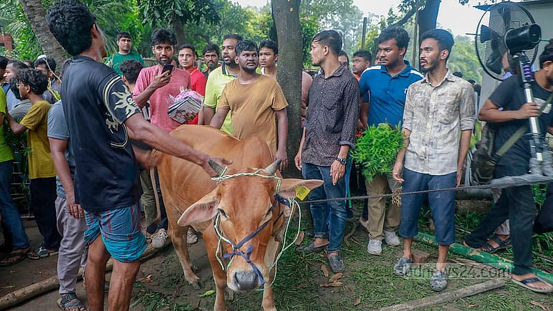 A few even took a cow from Ganabhaban. Photo: Muhammad Mostafigur Rahman
