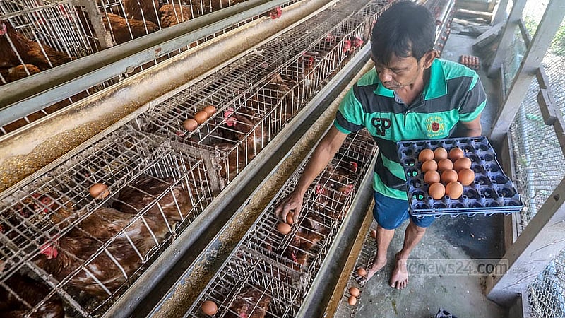 A worker collects eggs at a poultry farm in the Ghoshkanda area of Dhaka’s South Keraniganj. Photo: Abdullah al Momin