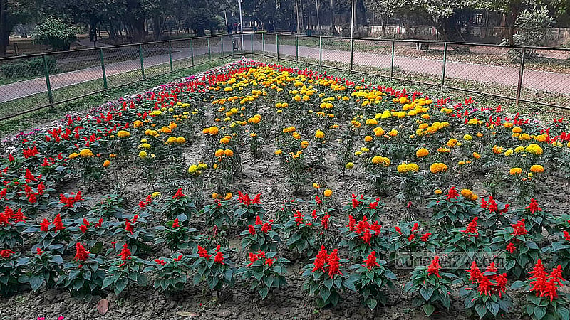 Small gardens located right inside the entrance to Ramna Park are filled with colourful flowers. Photo taken on Tuesday, Jan 21, 2025. Photo: Abdullah al Momin