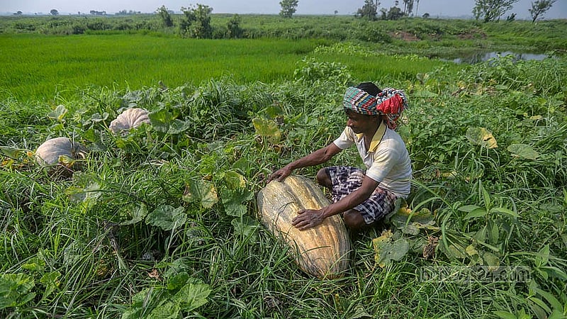 Due to the fertile soil of Arial Beel, farmers cultivate various vegetables during the dry season. The amount of pumpkin cultivation is extensive due to its high yield and large size. Photo: Abdullah Al Momin