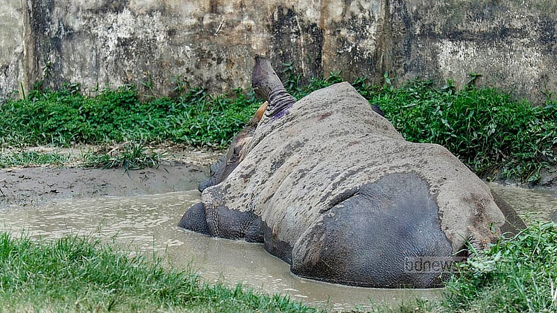 The space to cool down seems insufficient for the rhinoceros in comparison to its size. At Dhaka’s National Zoo, a rhino is seen partially submerged in a small muddy hole. Photo: Mahmud Zaman Ovi