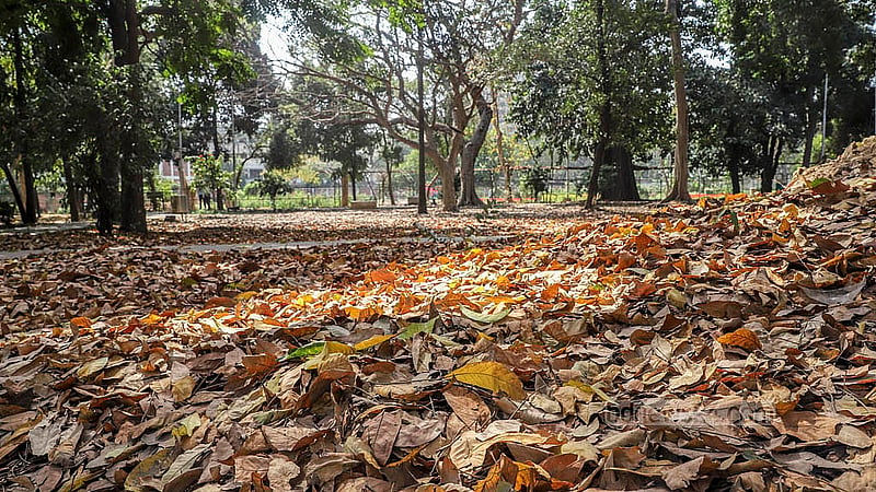 The Ramna Park is blanketed by dry leaves as soon as winter ends. Photo taken on Tuesday, Mar 4, 2025. Photo: Abdullah al Momin