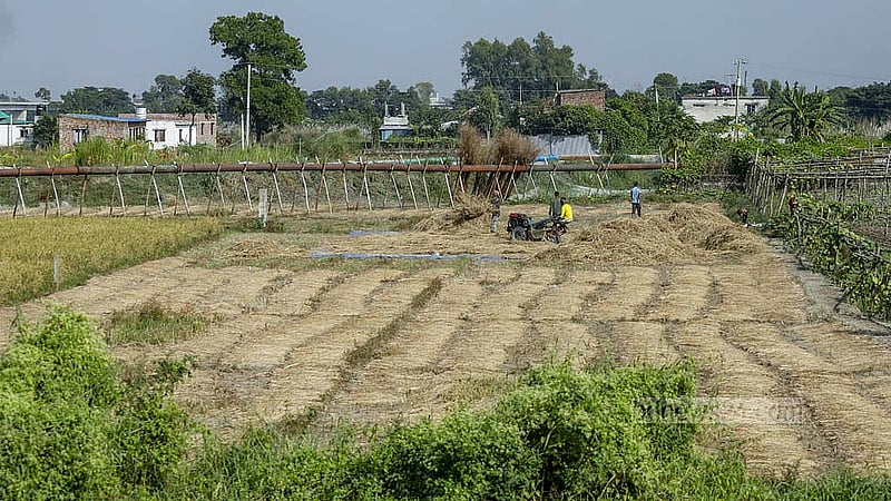 Rain has damaged some of this year’s crop of ripe rice paddy. After harvesting, Aman rice is dried in the fields in different parts of Dhaka’s Keraniganj. Photo: Abdullah Al Momin