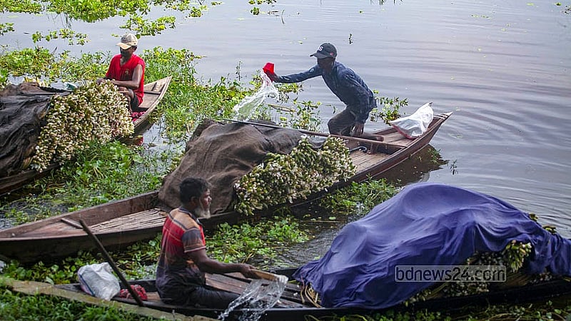Water is sprinkled occasionally to keep the lilies fresh. Photo: Abdullah Al Momin