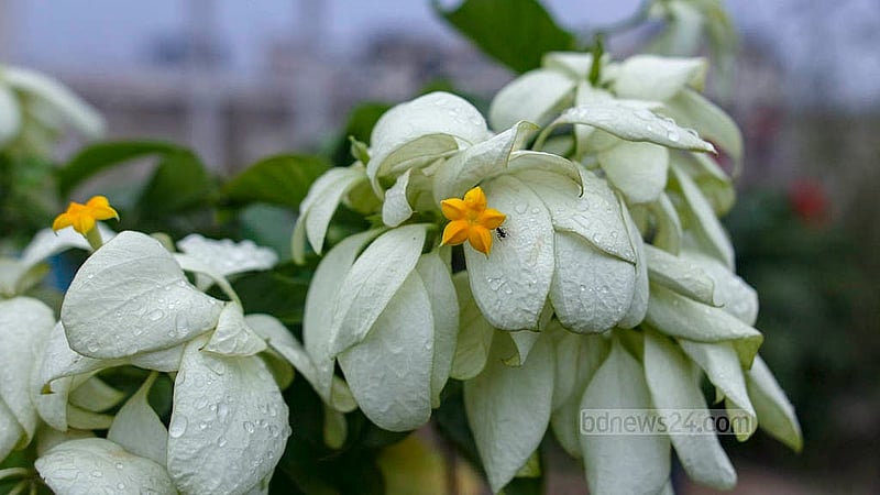 Flowers and fruit trees, including yellow Allamanda, Bougainvillea, Rangoon Creeper, White Crape Myrtle, Galphimia and Jatropha, line the rooftop of Building No. 1 at Bangladesh Medical University in Dhaka. Credit: Abdullah Al Momin