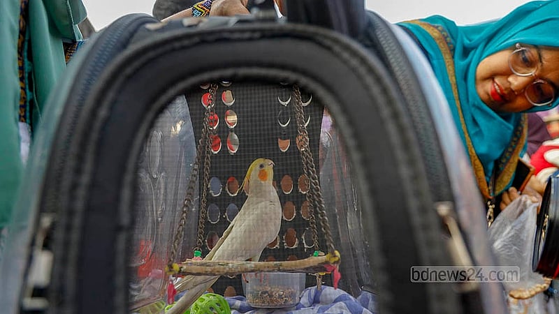 Meetu, a cockatiel bird, stands on a swing, eyeing food, at Dhaka University’s Pet Carnival on Tuesday, Jan 20, 2026.Photo: Mahmud Zaman Ovi