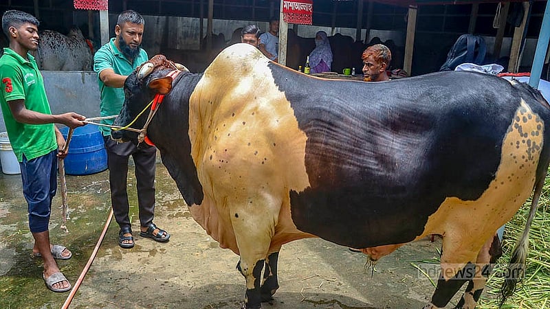 A cow named “Boss” from Nurjahan Agro Farm in the Chhotora area of Cumilla city weighs about 1,200kg. The black and white cow has been raised by farm owner Ripon for the past five years. Photo: Tanvir Dipu