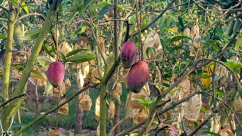 Different varieties of foreign mangoes grow on the trees at the “Fruits Valley Agro” orchard established on land that once belonged to an abandoned brickfield in Chandpur Sadar Upazila. Entrepreneur Helal Uddin says that last year he sold 47 varieties of mangoes for Tk 600,000. Photo: Shovon Al Imran
