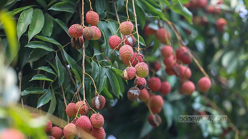 Lychees have been damaged by strong sunlight in some of the orchards in Narayanganj's Sonargaon. However, the farmers saw a better yield this year than in previous years. Photo: Abdullah Al Momin