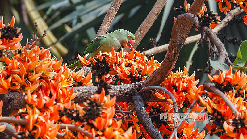 Parakeets are seen daily among the blooming Palash trees by the pond at Dr Muhammad Shahidullah Hall, Dhaka University. Photo: Abdullah Al Momin