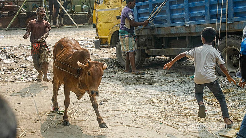Once on the ground, traders struggle at times to control the animals as they regain footing and resist movement. Photo: Abdullah Al Momin