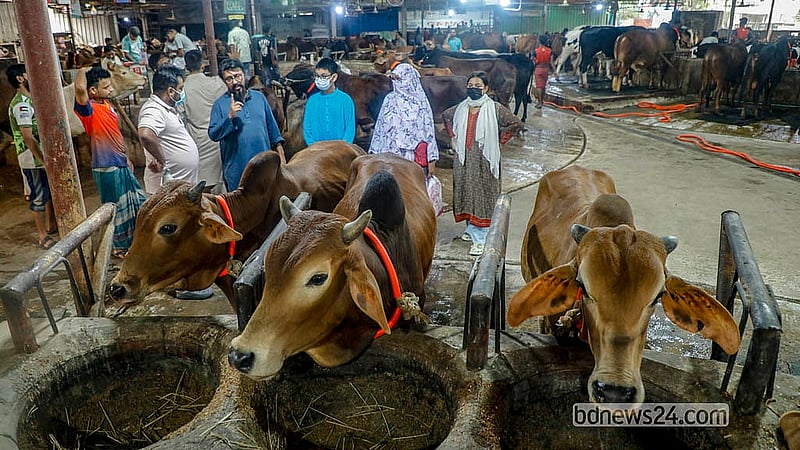 Buyers inspect sacrificial cattle at a farm in Mohammadpur’s Bosila. Photo: Abdullah Al Momin