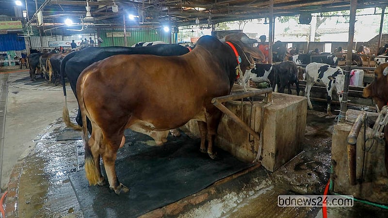 Cattle of different breeds have been prepared for Eid-ul-Azha at Meghdubi Agro Farm at Bosila in Dhaka’s Mohammadpur. Photo: Abdullah Al Momin