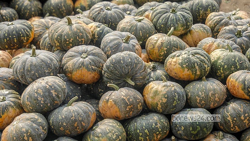 At Shyambazar, pumpkins sell at Tk 30 to Tk 400 each, depending on size and quality. Photo: Abdullah al Momin
